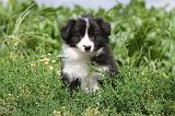 BORDER COLLIE 612